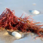 Carrageenan in Skincare