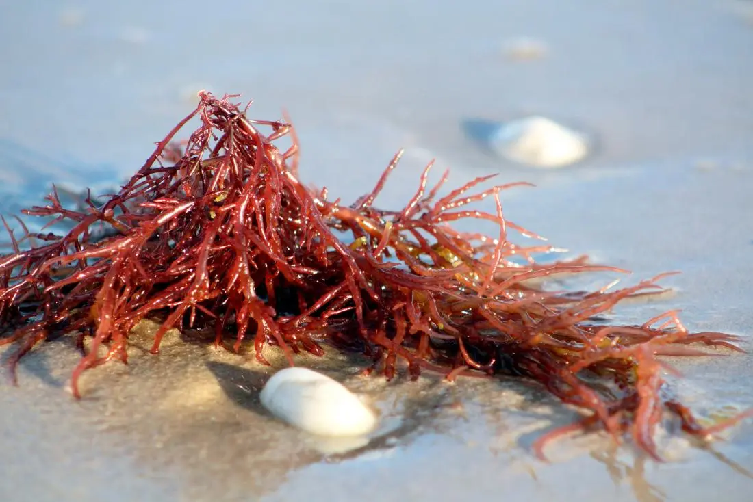 Carrageenan in Skincare